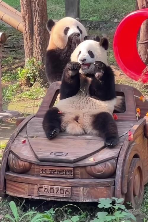 为什么大熊猫有食铁兽之称的动物这个外号