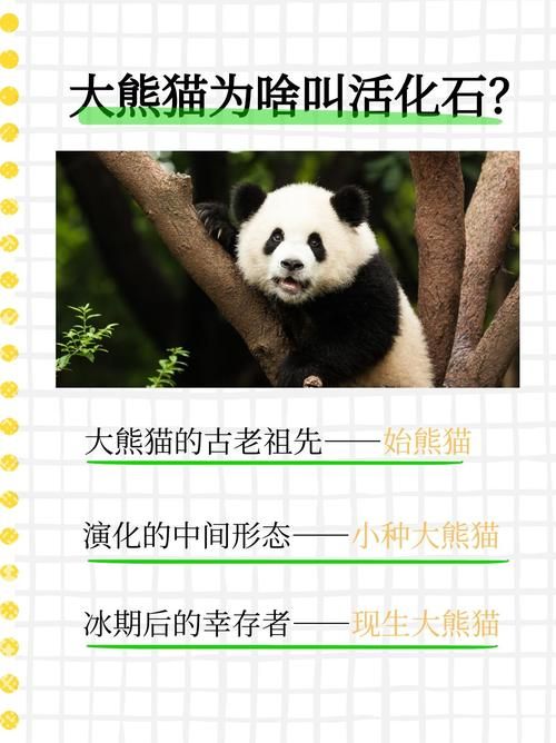 为什么大熊猫有食铁兽之称的动物这个外号
