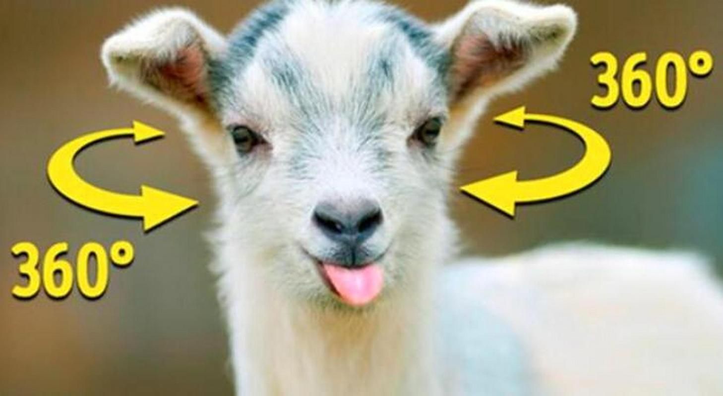 为什么有些动物是长方形瞳孔 这种瞳孔对它们有什么好处