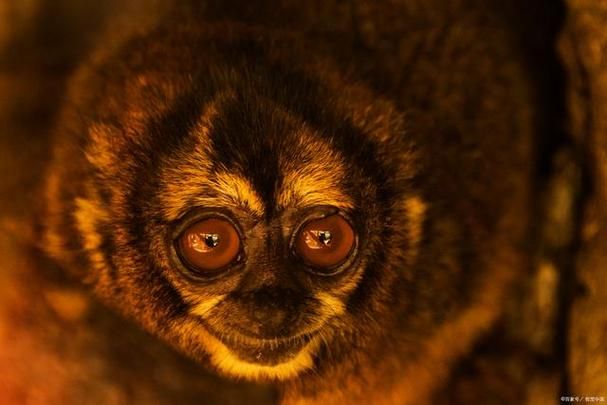 为什么有些动物是长方形瞳孔 这种瞳孔对它们有什么好处