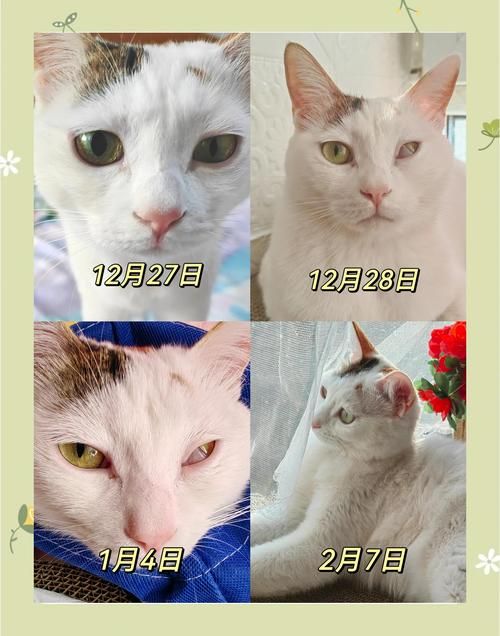 为什么有些动物是长方形瞳孔 这种瞳孔对它们有什么好处