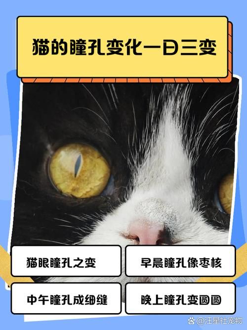 为什么有些动物是长方形瞳孔 这种瞳孔对它们有什么好处