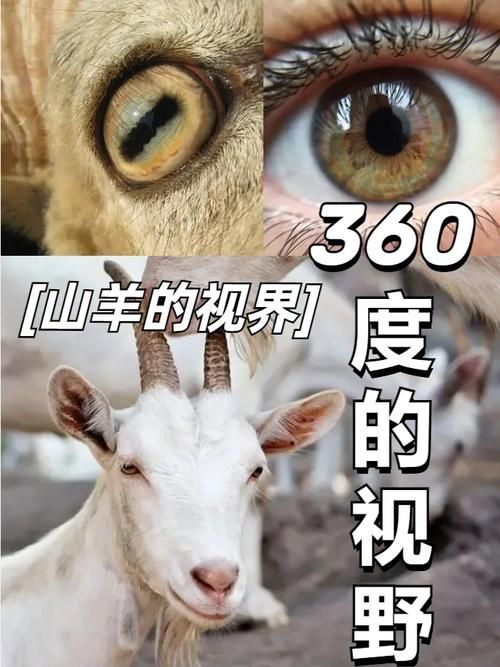 为什么有些动物是长方形瞳孔 这种瞳孔对它们有什么好处