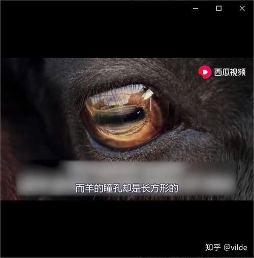 为什么有些动物是长方形瞳孔 这种瞳孔对它们有什么好处