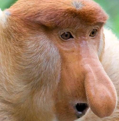 为什么有些动物是长方形瞳孔 这种瞳孔对它们有什么好处