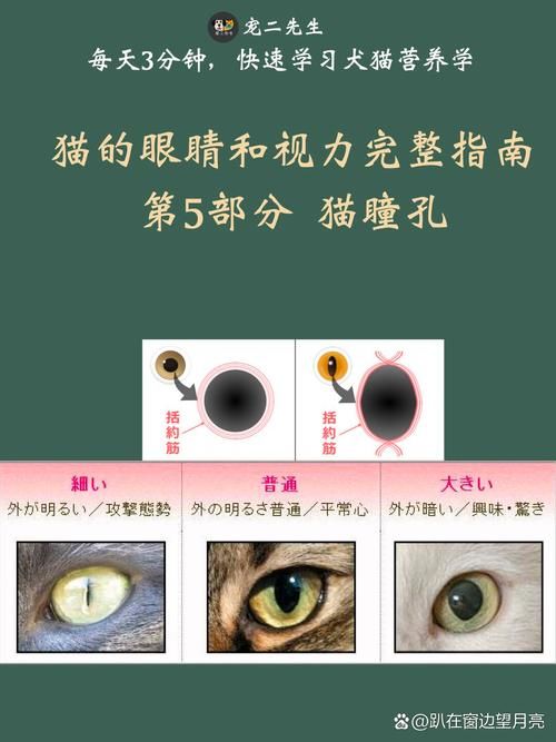 为什么有些动物是长方形瞳孔 这种瞳孔对它们有什么好处