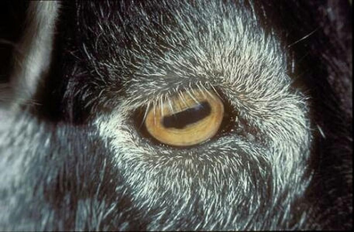 为什么有些动物是长方形瞳孔 这种瞳孔对它们有什么好处