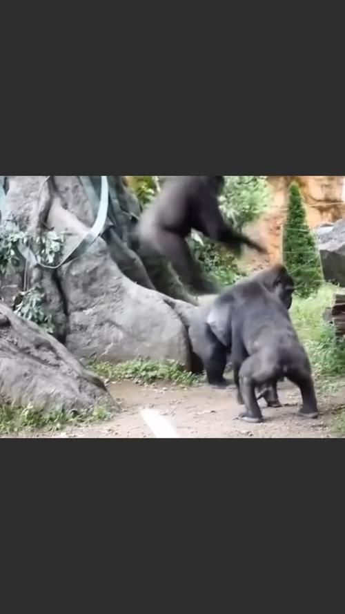 乌鸦坐飞机下一句爆笑接梗挑战你的脑洞