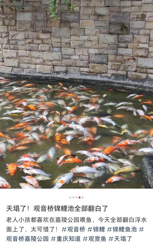 云野锦鲤池前冥想如何提升你的心灵平静