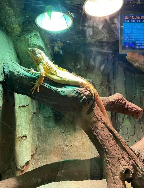 人工少女3打不开的常见原因 这些方法帮你轻松搞定