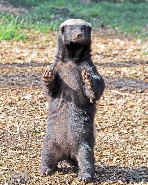 人称平头哥的动物是什么揭秘这种动物的真实身份