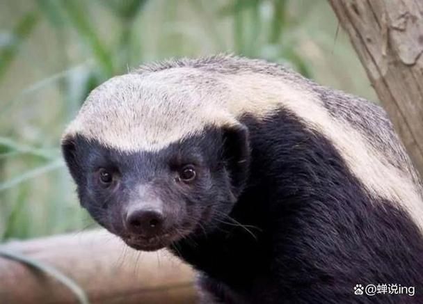 人称平头哥的动物是什么揭秘这种动物的真实身份