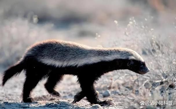 人称平头哥的动物是什么揭秘这种动物的真实身份