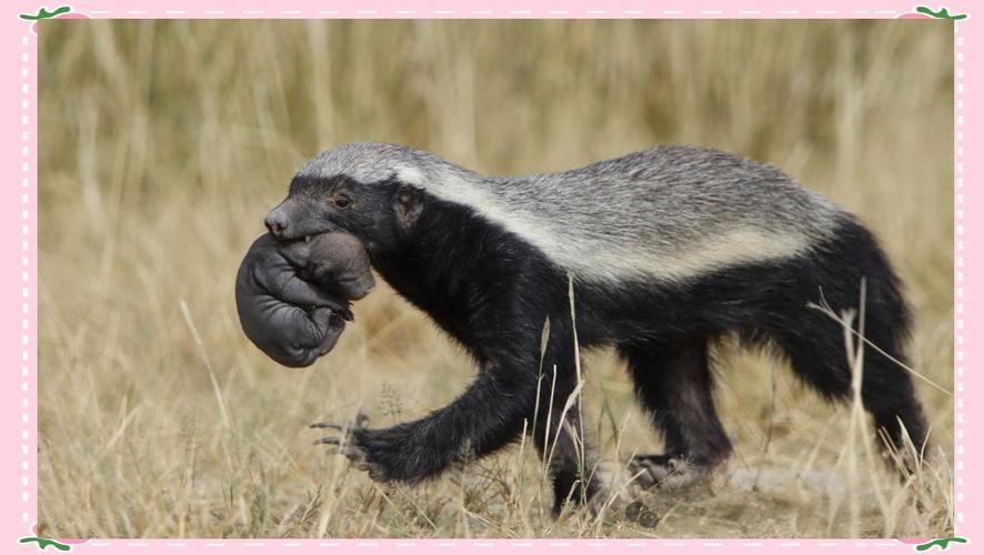 人称平头哥的动物是什么揭秘这种动物的真实身份