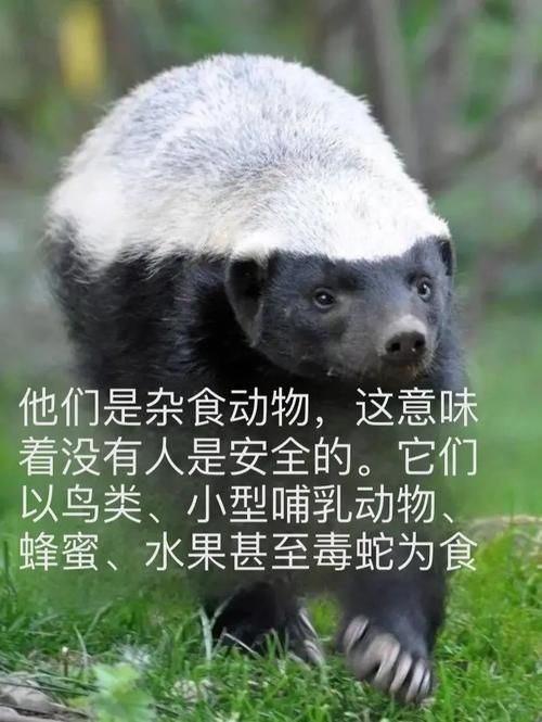 人称平头哥的动物是什么揭秘这种动物的真实身份