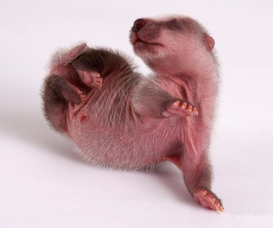 人称平头哥的动物是什么揭秘这种动物的真实身份