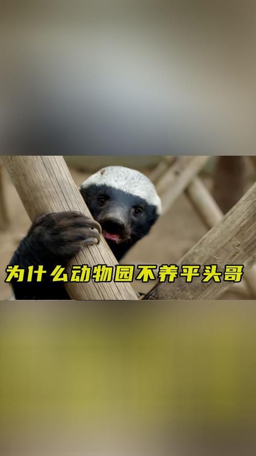 人称平头哥的动物是什么揭秘这种动物的真实身份