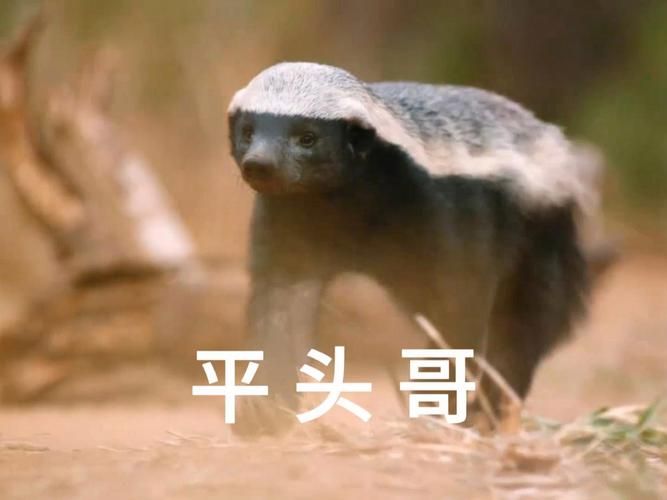 人称平头哥的动物是什么揭秘这种动物的真实身份
