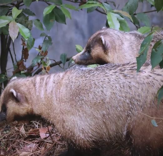 人称平头哥的动物是什么揭秘这种动物的真实身份