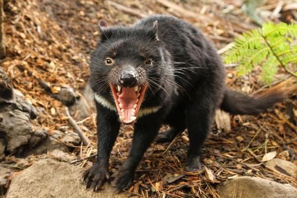 人称平头哥的动物是什么揭秘这种动物的真实身份