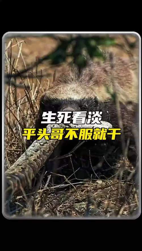 人称平头哥的动物是什么揭秘这种动物的真实身份