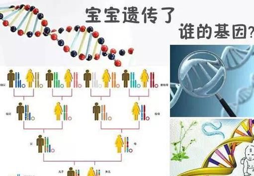 从父母基因看如何预测宝宝未来长相