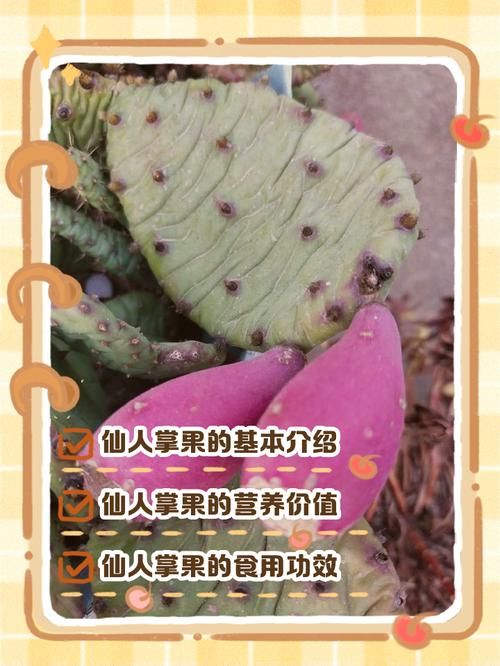 仙人掌果实的作用与功效 吃仙人掌果实对身体有什么好处
