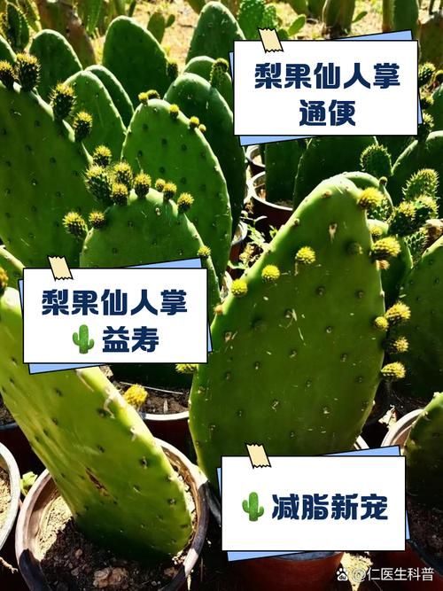 仙人掌果实的作用与功效 吃仙人掌果实对身体有什么好处