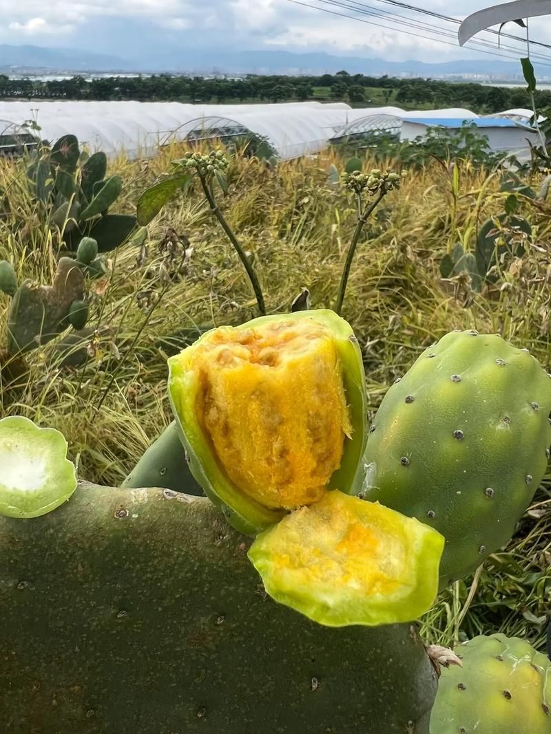 仙人掌果实的作用与功效 吃仙人掌果实对身体有什么好处