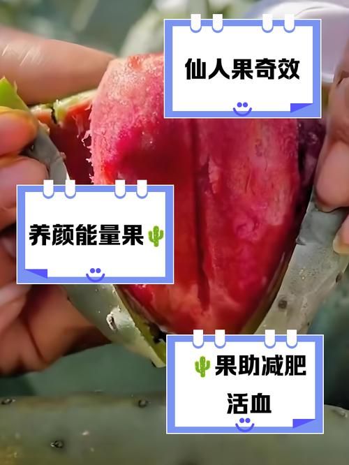 仙人掌果实的作用与功效 吃仙人掌果实对身体有什么好处