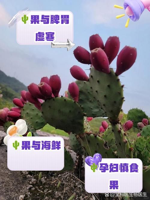 仙人掌果实的作用与功效 吃仙人掌果实对身体有什么好处