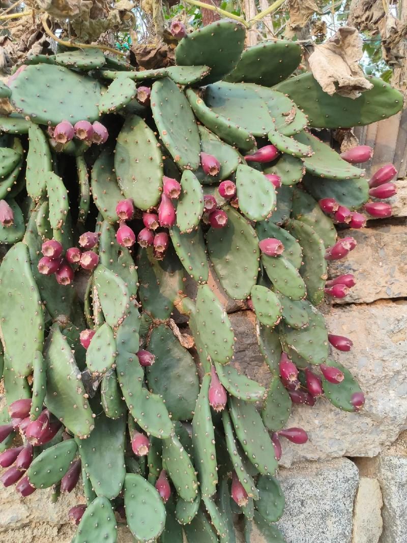 仙人掌果实的作用与功效 吃仙人掌果实对身体有什么好处