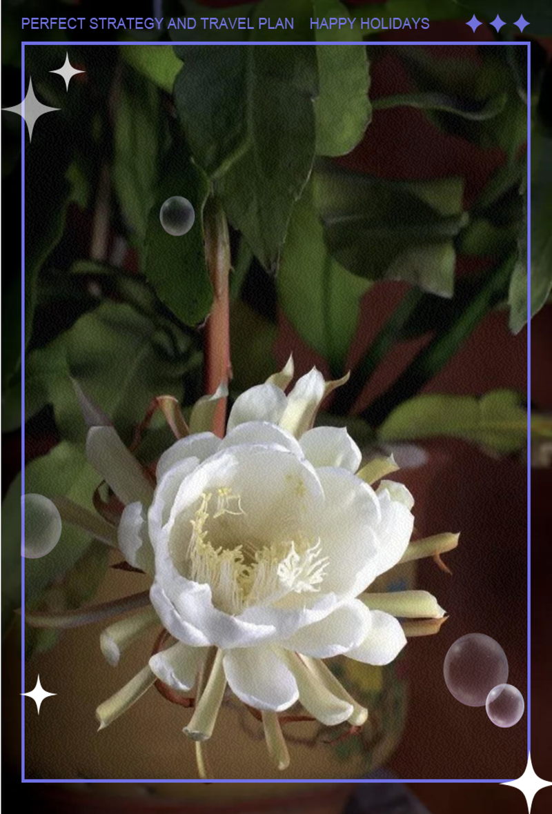 仙落凡尘神秘昙花之谜 夜间绽放的绝世奇观