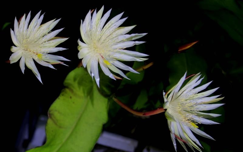 仙落凡尘神秘昙花之谜 夜间绽放的绝世奇观