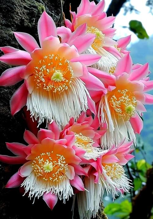 仙落凡尘神秘昙花之谜 夜间绽放的绝世奇观