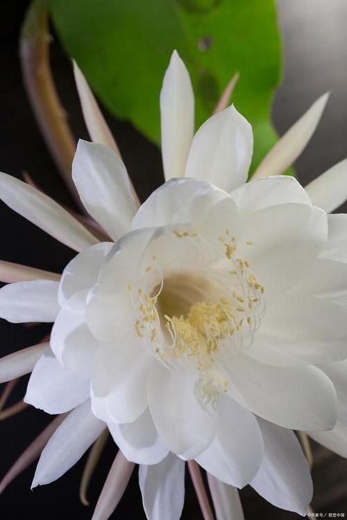 仙落凡尘神秘昙花之谜 夜间绽放的绝世奇观