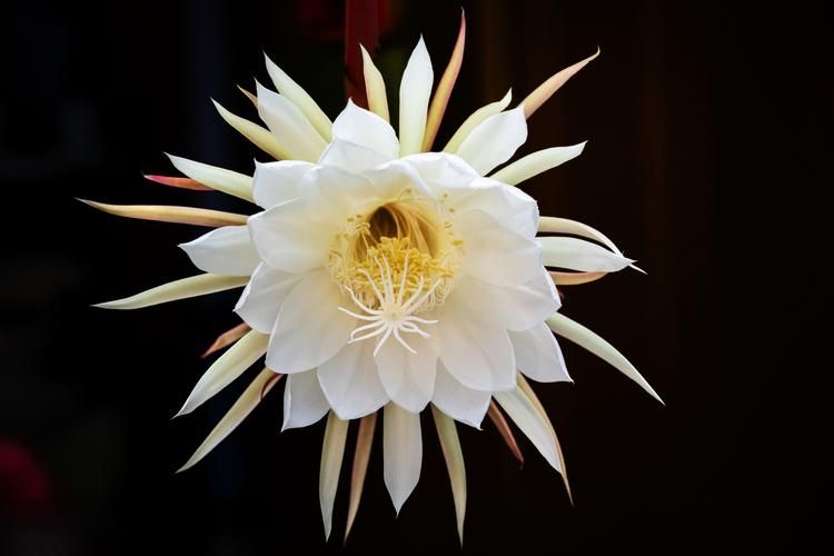 仙落凡尘神秘昙花之谜 夜间绽放的绝世奇观