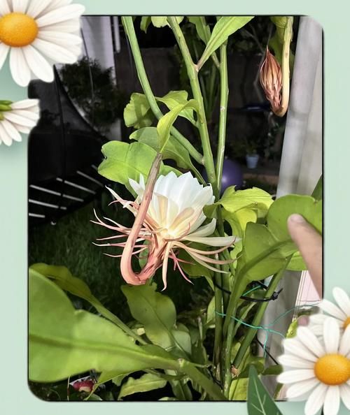 仙落凡尘神秘昙花之谜 夜间绽放的绝世奇观