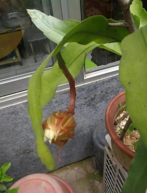 仙落凡尘神秘昙花之谜 夜间绽放的绝世奇观