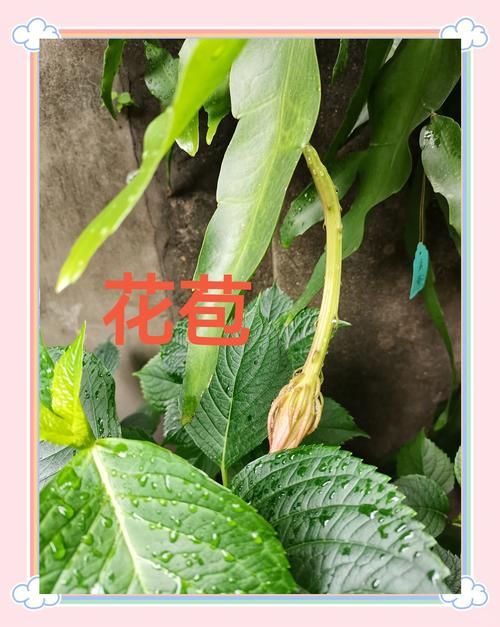 仙落凡尘神秘昙花之谜 夜间绽放的绝世奇观