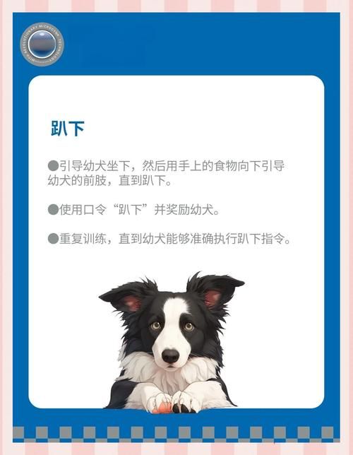 伊利亚的宠物手册分享宠物训练的小技巧
