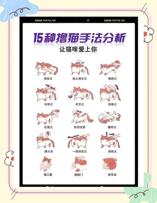 伊利亚的宠物手册分享宠物训练的小技巧