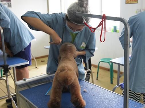 伊利亚的宠物手册分享宠物训练的小技巧