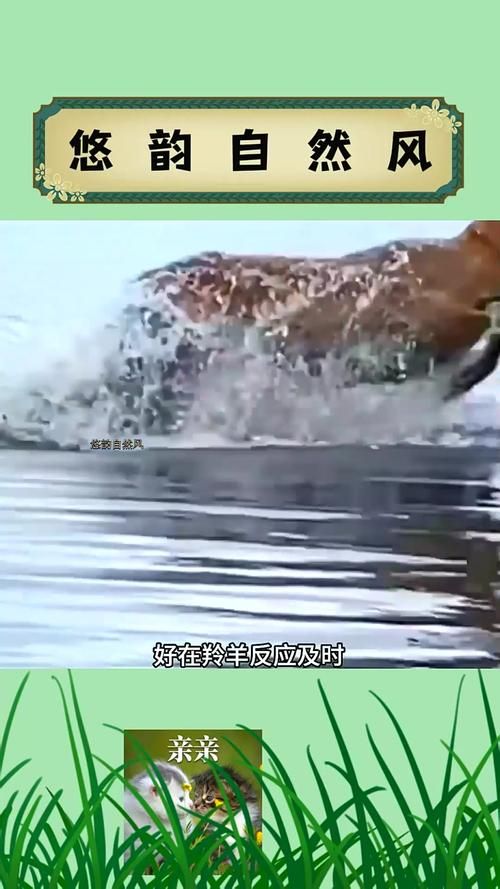 伏击之王打一生肖猜猜什么动物埋伏最厉害