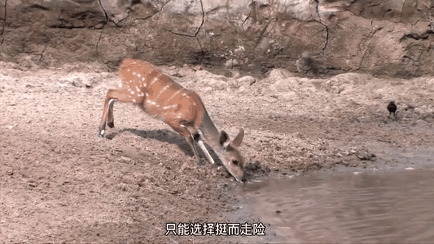 伏击之王打一生肖猜猜什么动物埋伏最厉害