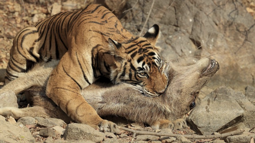 伏击之王打一生肖猜猜什么动物埋伏最厉害