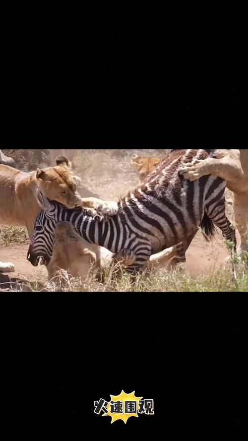 伏击之王打一生肖猜猜什么动物埋伏最厉害