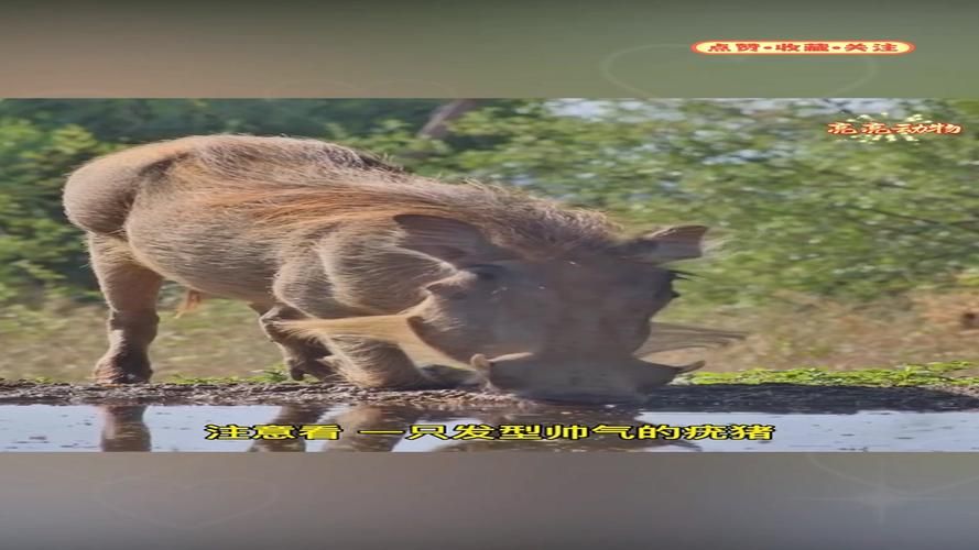 伏击之王打一生肖猜猜什么动物埋伏最厉害