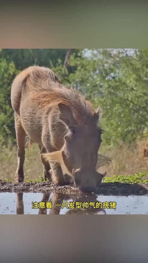 伏击之王打一生肖猜猜什么动物埋伏最厉害