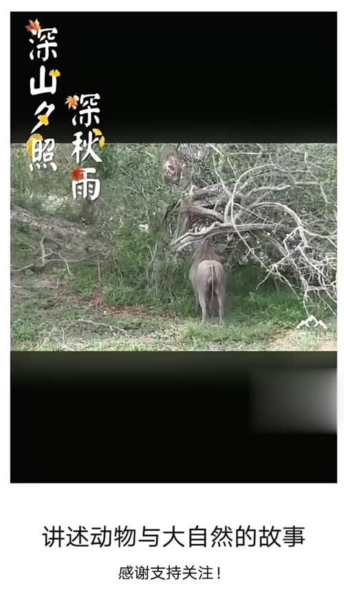 伏击之王打一生肖猜猜什么动物埋伏最厉害